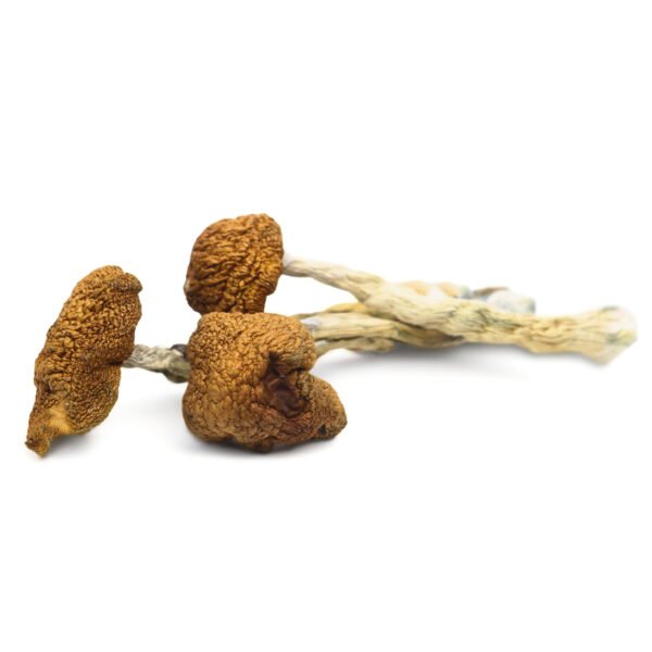 Buy Magic Mushroom Oregon, buy magic mushrooms in Portland, where to buy magic mushrooms in Eugene, how to buy magic mushrooms in Ashland, mushrooms