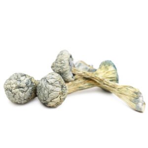 Buy magic mushrooms New York, buy magic mushrooms in New York City, where to buy magic mushrooms in Buffalo, how to buy magic mushrooms in Rochester