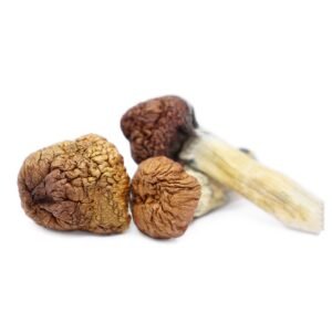 Buy Magic Mushroom Washington DC, buy magic mushroom online in Washington DC, where to buy magic mushroom online in Washington DC, how to buy magic mushroom