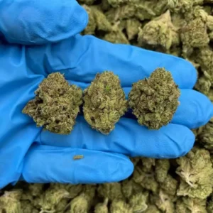 Buy Weed Maryland, where can I buy marijuana in Maryland, what are the marijuana laws in Maryland, who sells the best marijuana in Maryland, Buy Marijuana